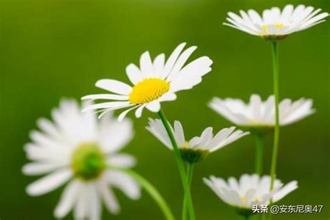 黃雛菊花語|雛菊的花語及傳說